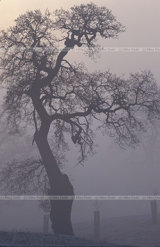 misty oak at dawn Woburn