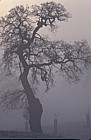 misty oak at dawn Woburn
