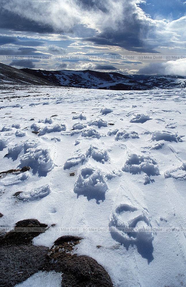 snowy footprints Cairngorms Scotland