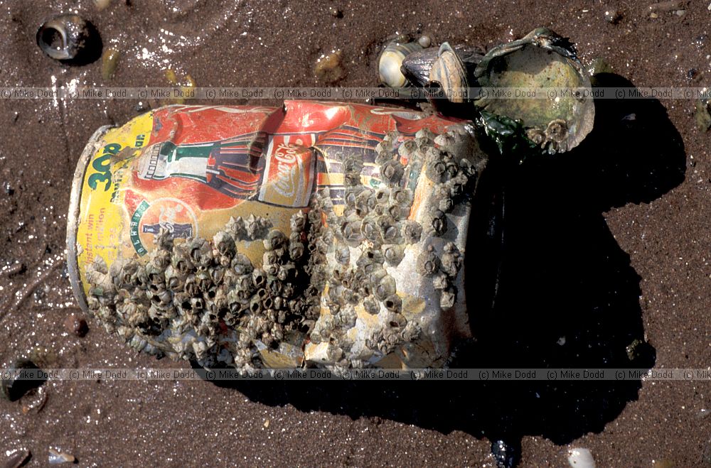 Coke can with Barnacles Exe estuary