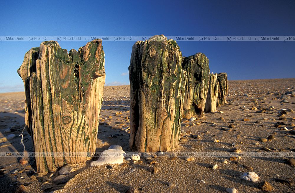 Wooden post sea defences Norfolk