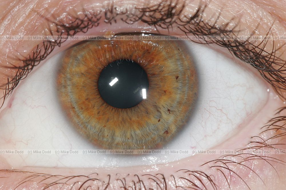 Human eye close-up showing eyelashes white of the eye iris and pupil