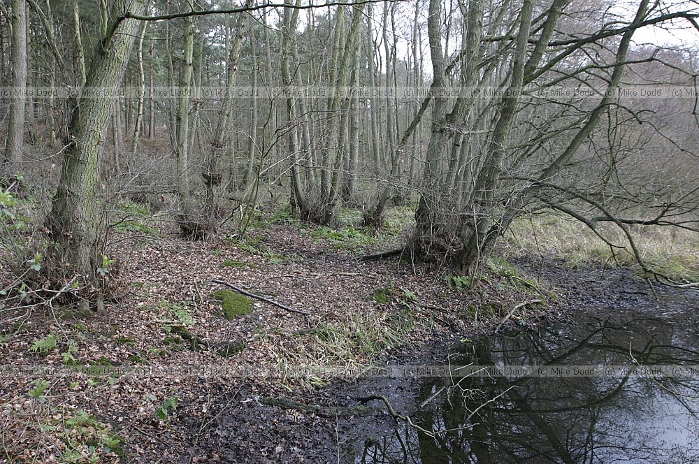 Alder woodland Stockgrove country park