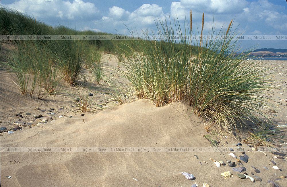 Ammophila arenaria Marram
