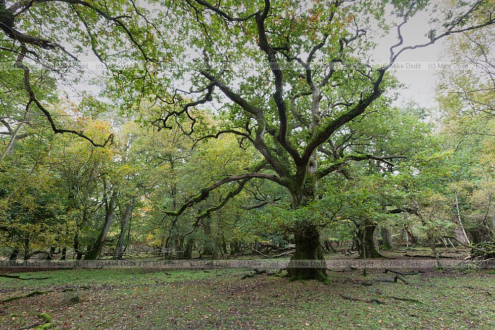 Ancient woodland interior with oak Quercus