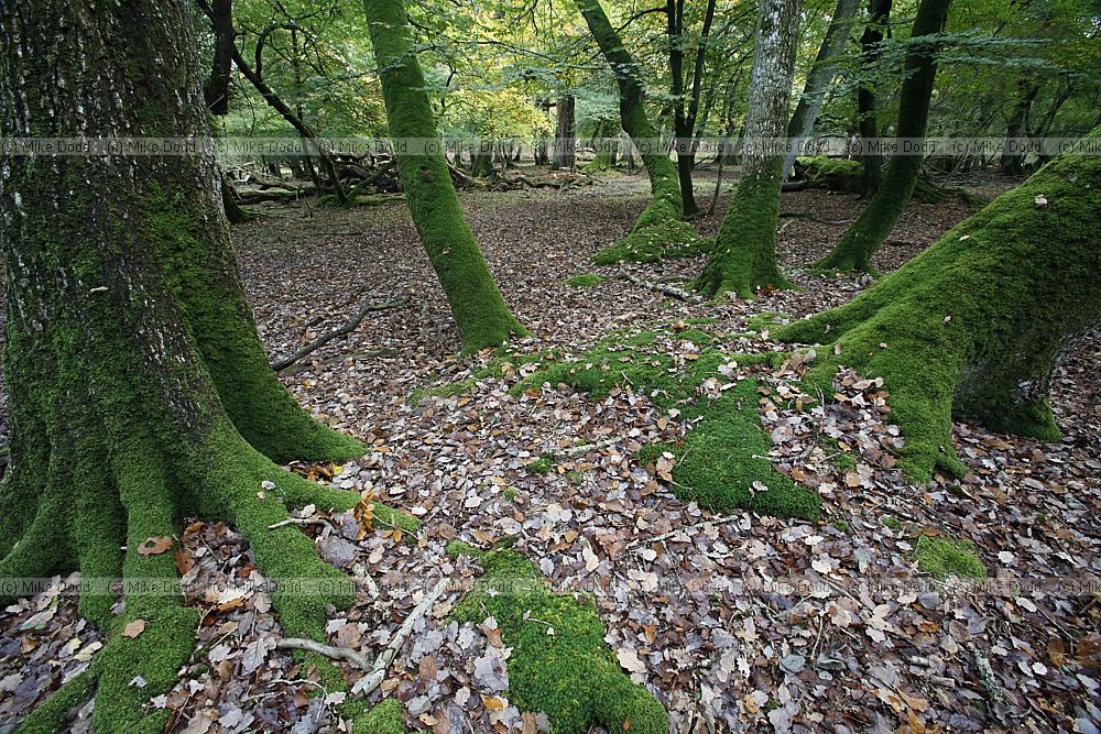 Ancient woodland interior with tree trunks covered in green moss