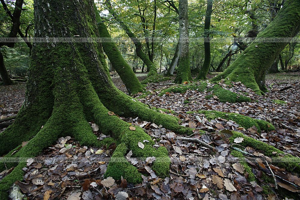 Ancient woodland interior with tree trunks covered in green moss