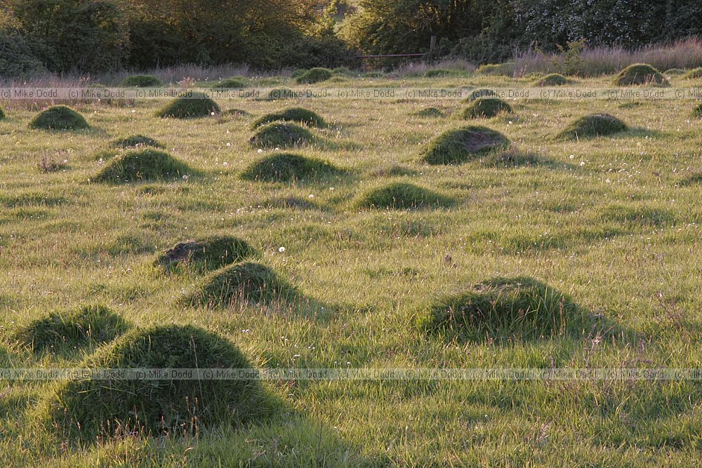 Ant hills Pilch field