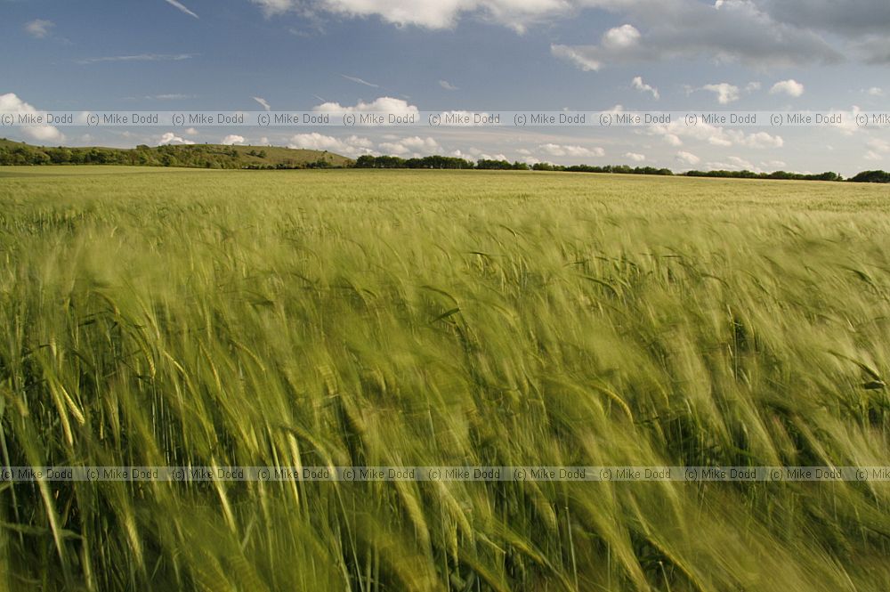 Barley crop at different shutter speeds