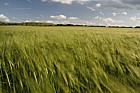 Barley crop at different shutter speeds