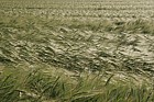 Barley crop still green