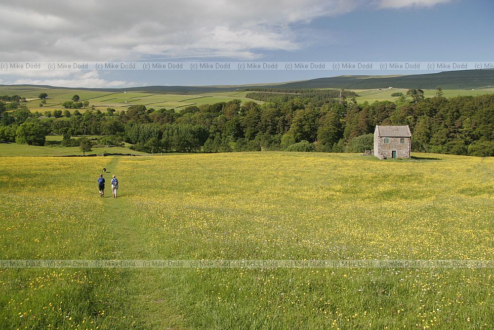 Barn in species rich meadow Upper Teesdale