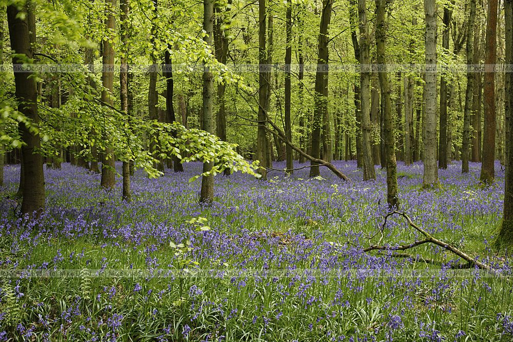 Beech Fagus sylvatica and bluebell woodland