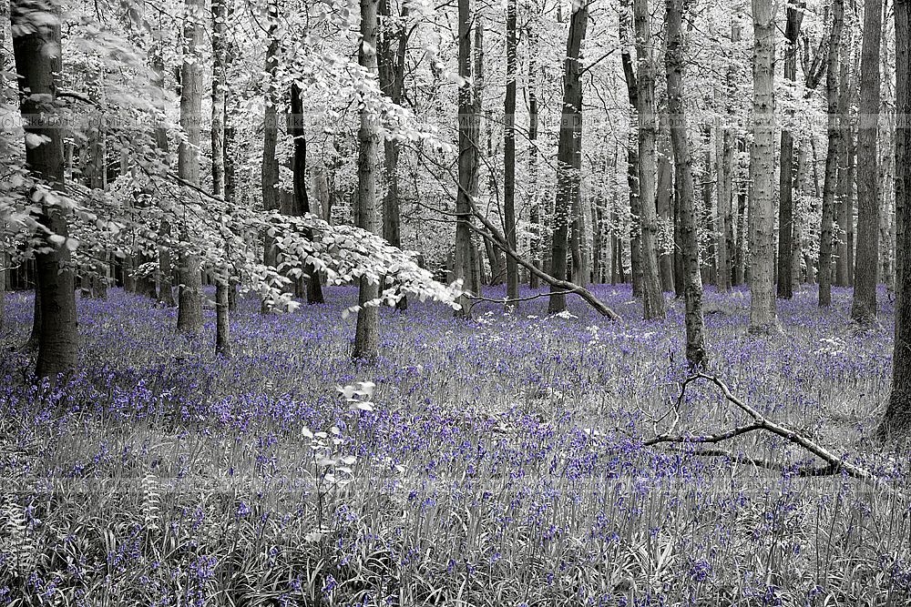 Beech Fagus sylvatica and bluebell woodland