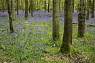Beech Fagus sylvatica and bluebell woodland