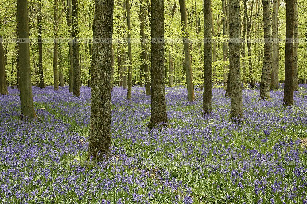Beech Fagus sylvatica and bluebell woodland