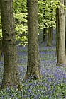 Beech Fagus sylvatica and bluebell woodland with some oak trees Quercus