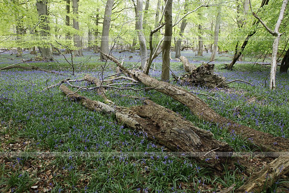 Beech Fagus sylvatica and bluebell woodland