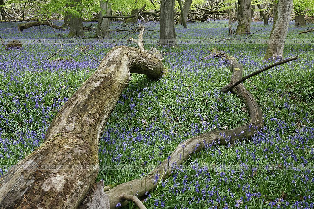 Beech Fagus sylvatica and bluebell woodland