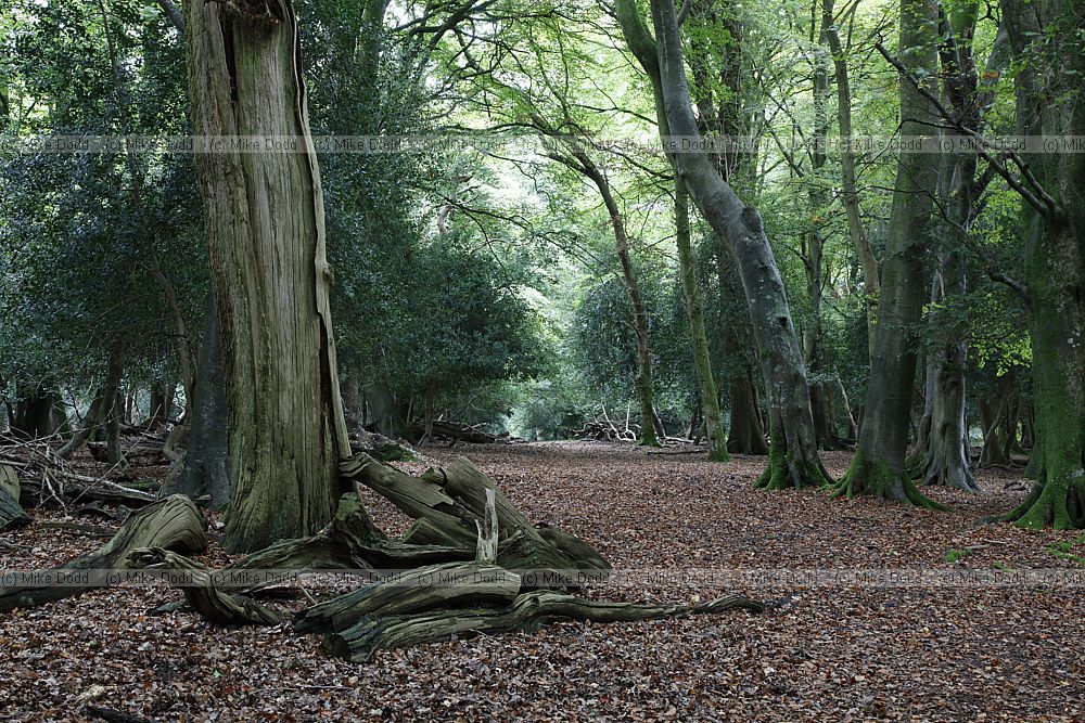 Beech Fagus sylvatica holly Ilex aquifolium woodland