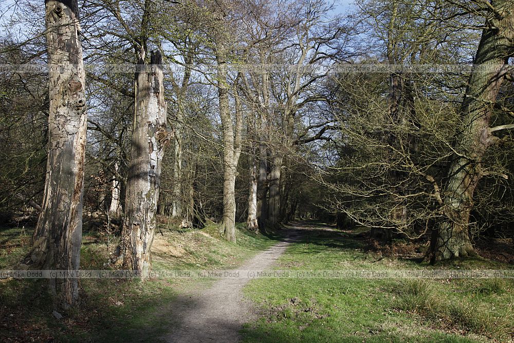Beech trees (Fagus sylvatica) on ancient bank Ashridge