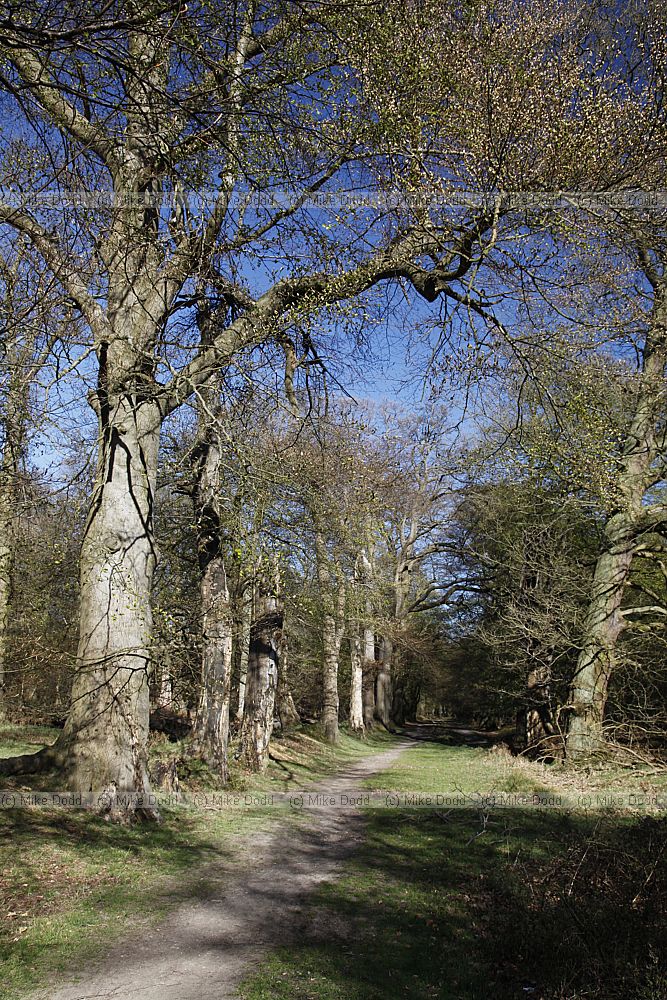 Beech trees Fagus sylvatica on ancient bank