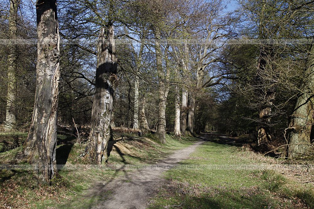 Beech trees Fagus sylvatica on ancient bank