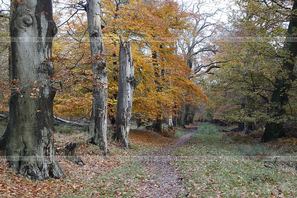Beech trees Fagus sylvatica on ancient bank