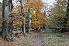 Beech trees Fagus sylvatica on ancient bank
