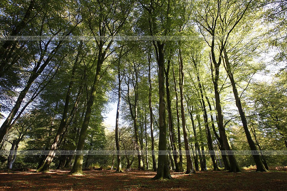 Beech woodland Fagus sylvatica