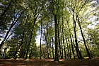 Beech woodland Fagus sylvatica