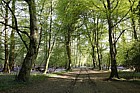 Beech woodland Fagus sylvatica in spring with bluebells