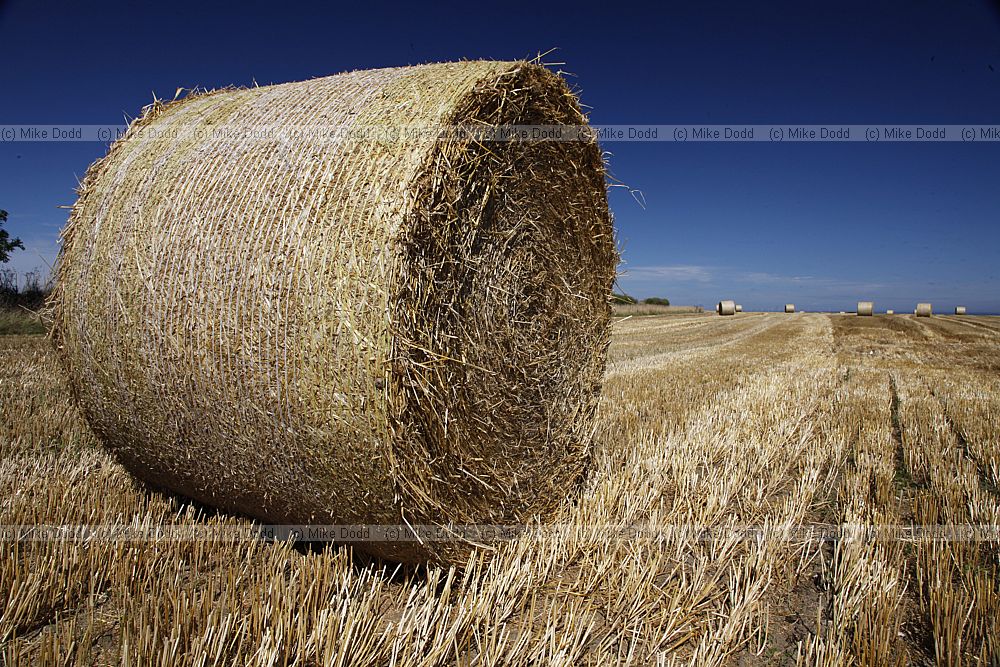 Big round straw bales after harvest
