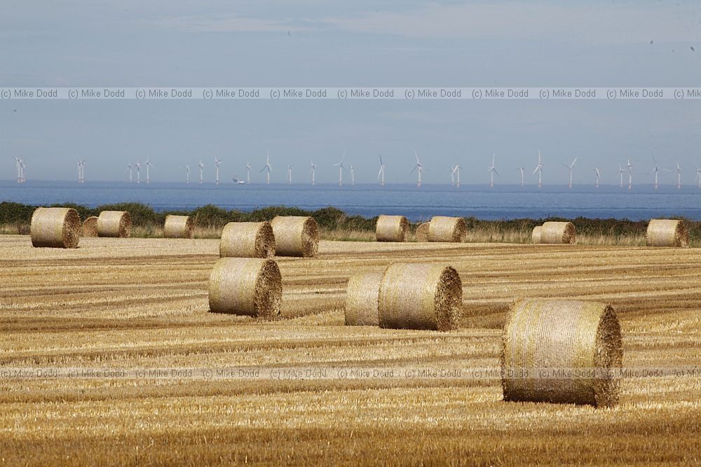 Big round straw bales after harvest
