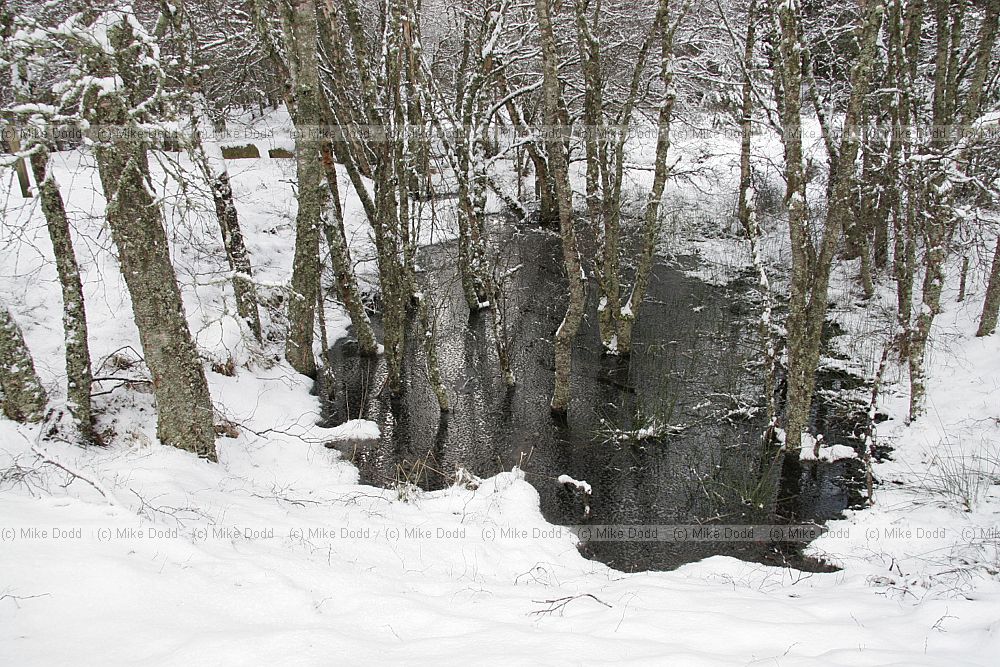 birch snow pond near Loch Morlich