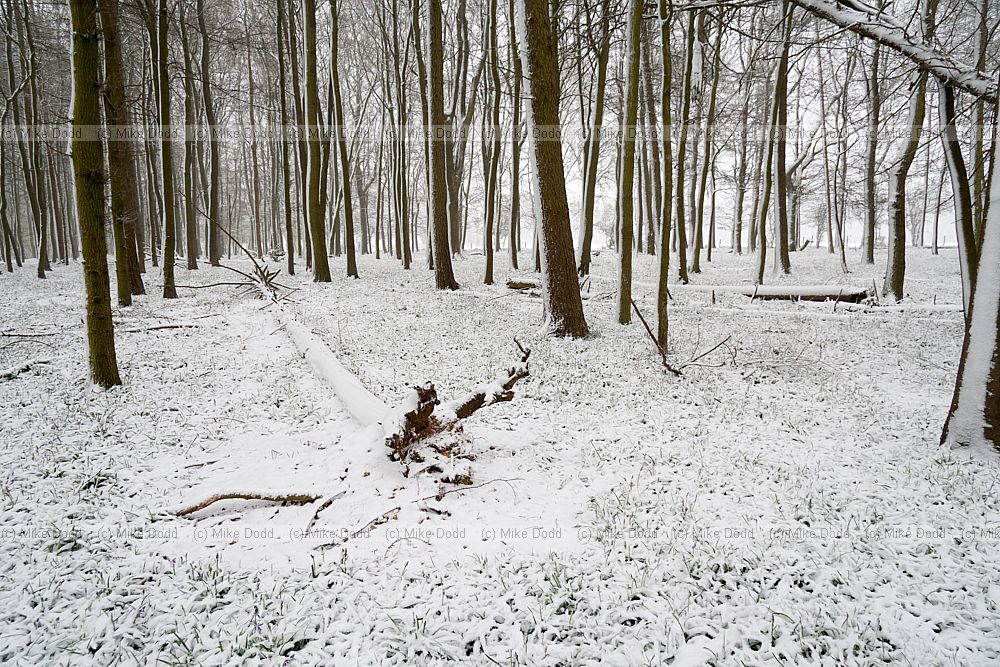 Bluebell woodland covered in snow some blue flowers visible in places