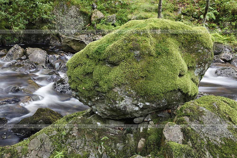 Boulder in green forest