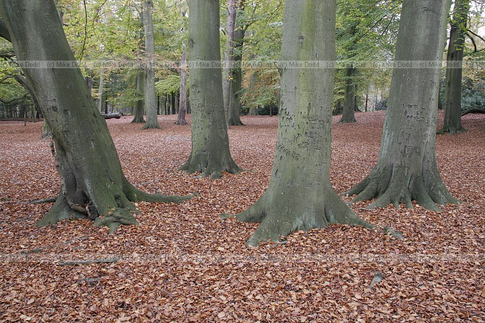Brickhill woods autumn