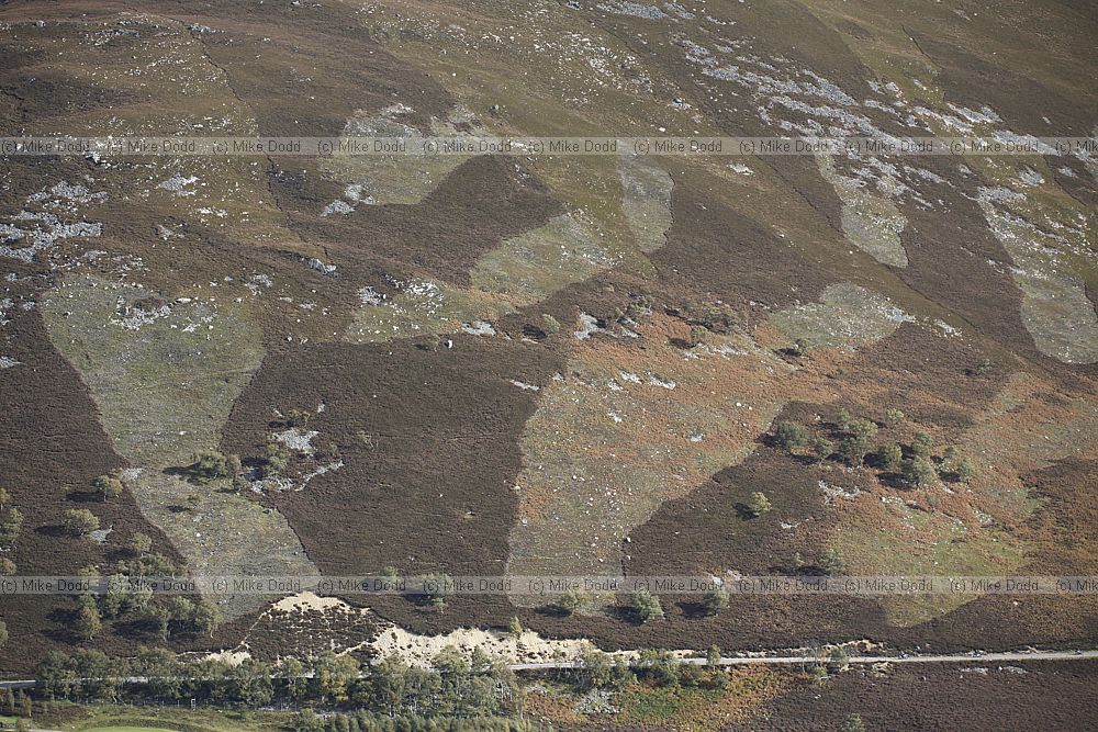 Burnt strips heather management for grouse