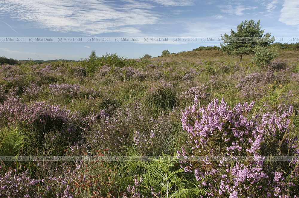 Calluna vulgaris Heather