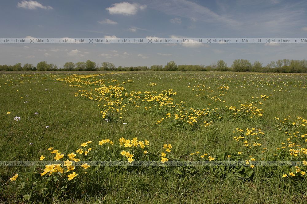 Caltha palustris Marsh Marigold Cricklade