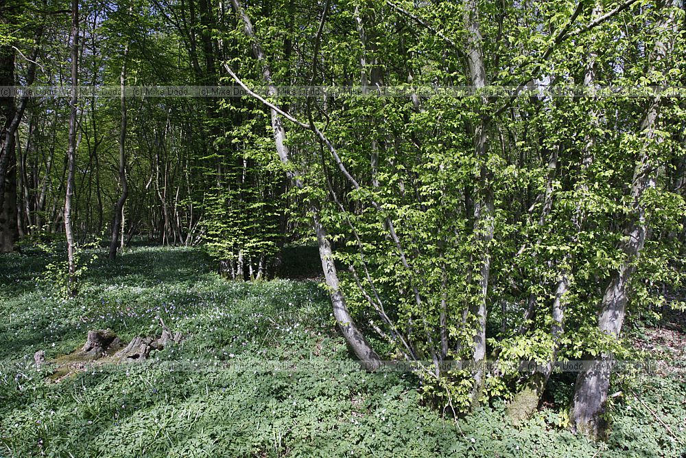 Carpinus betulus Hornbeam