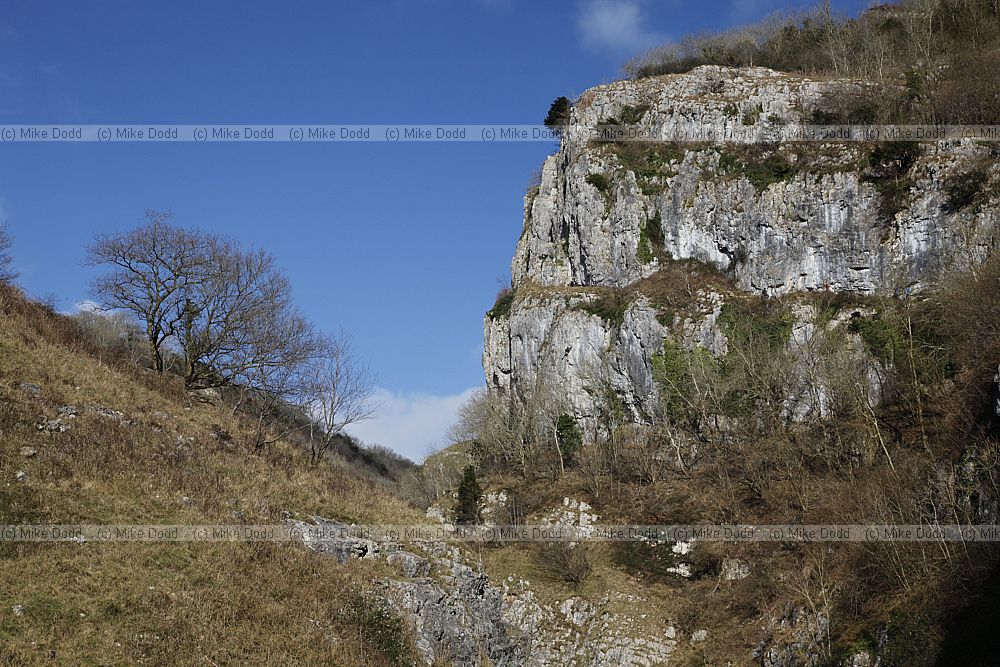 Cheddar gorge