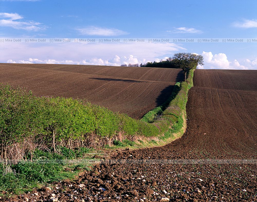 Hedge and ploughed farmland Chichley
