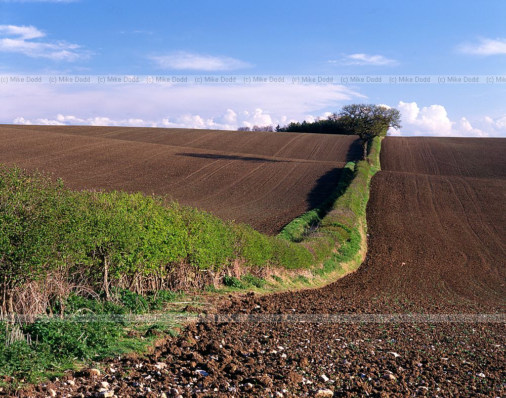 Hedge and ploughed farmland Chichley