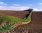 Hedge and ploughed farmland Chichley