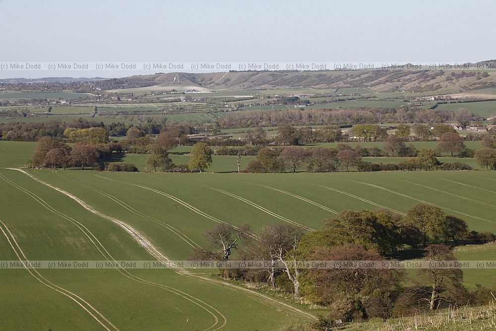 Chiltern landscape with tramlines in field on chalky soil