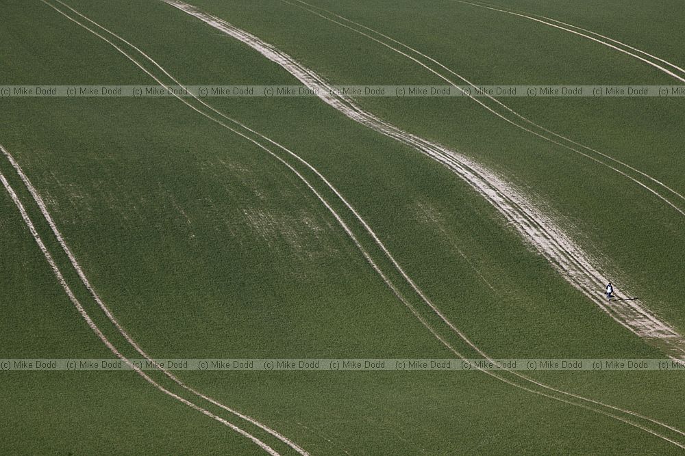 Chiltern landscape with tramlines in field on chalky soil