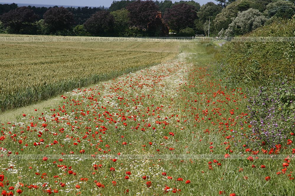 Conservation headland unsparayed or tilled field margin with poppies