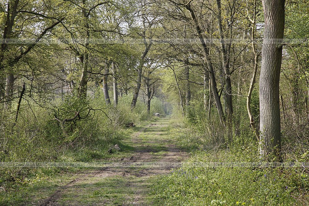 Ride in coppice woodland
